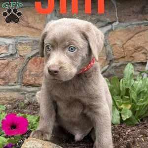 Jim, Silver Labrador Retriever Puppy